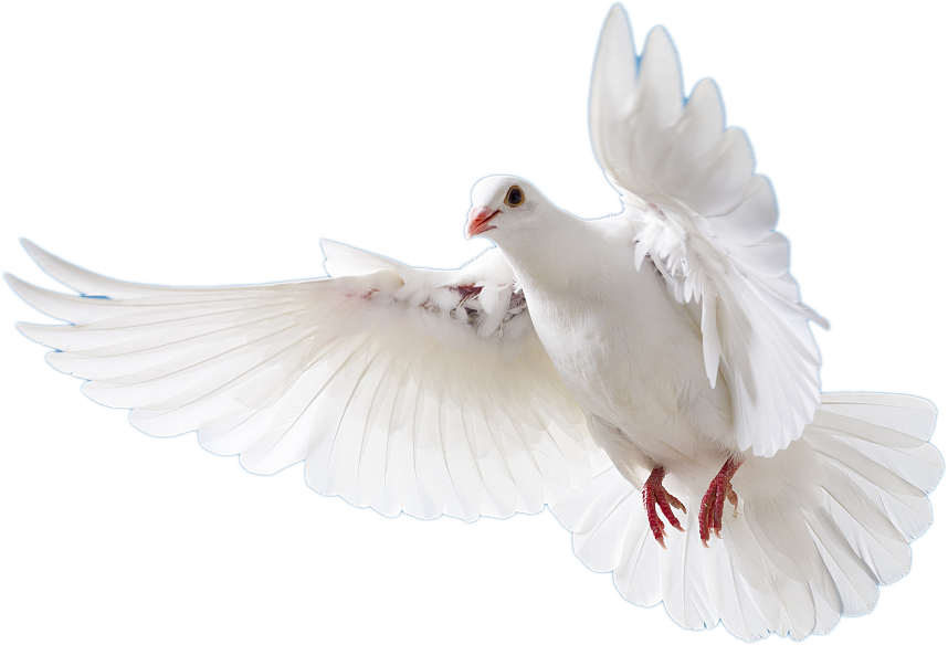 PA�콢��(�й���)�ٷ���վ-PlayAce